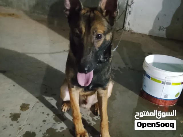 جرو مالينوا