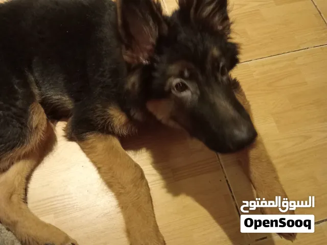 كلب جرو ذكر جيرمان 5 شهور