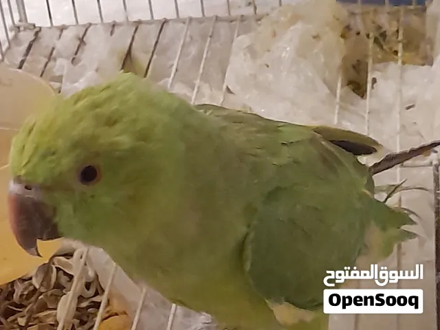 4 عصافير اثنين روز واحد فيشر واحد ودره
