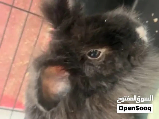 ارانب للبيع اليفه جدن