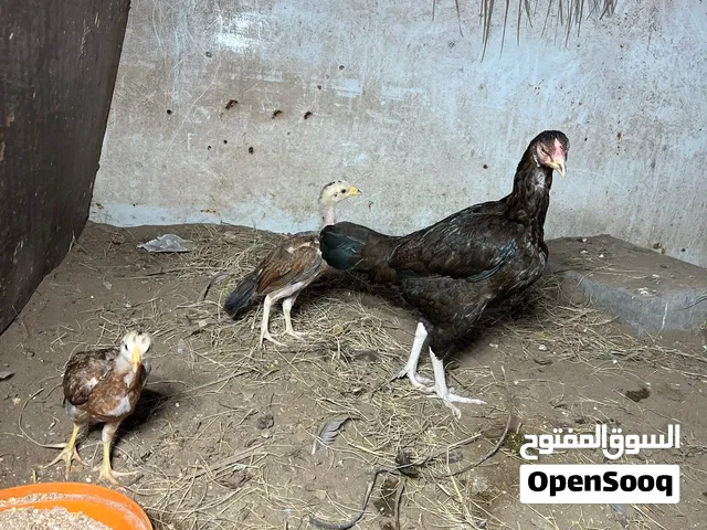 دجاجه باكستاني