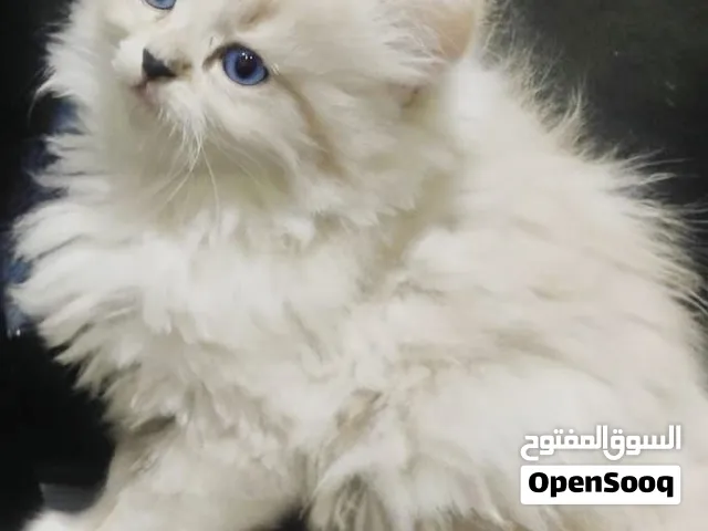 قطط للبيع اشكال وانواع مختلفه واسعار مناسبه