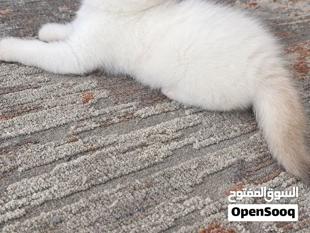 Golden Female Ny1133 British shorthair