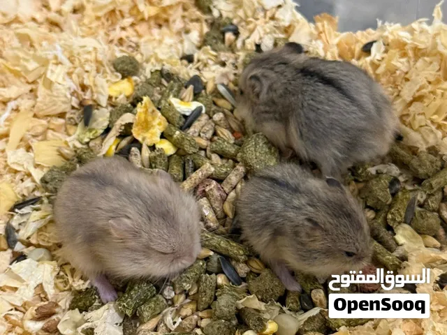 متوفر هامسترات روسية
