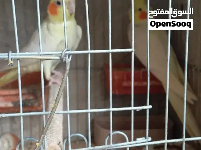 كوكتيل لاتيني شغال بريل