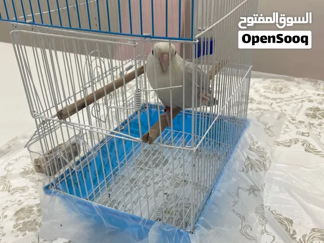 طائر روز أليف