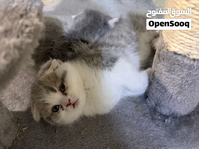 Scottish triple fold