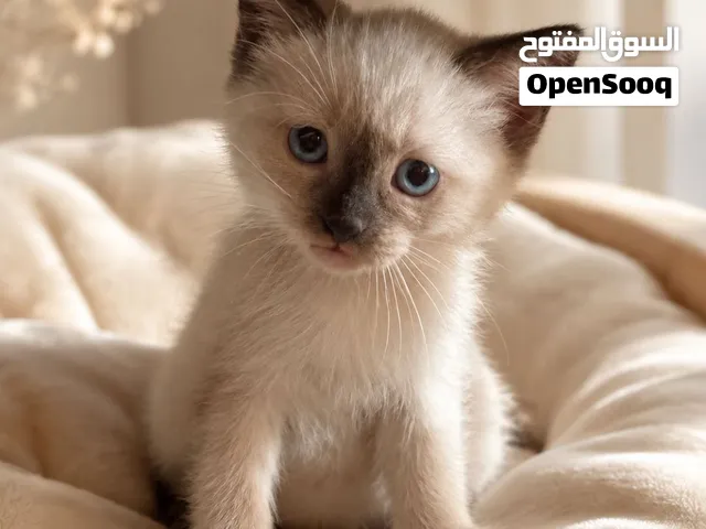 سيامي بريد ممتاز