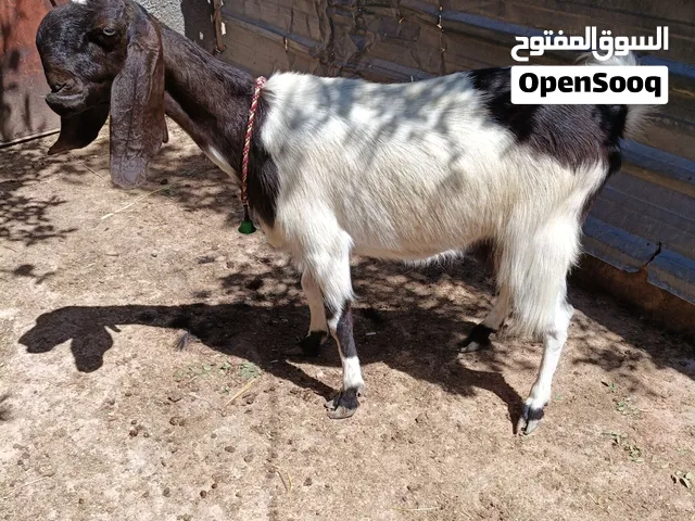 عنز شاميه صلاة النبي