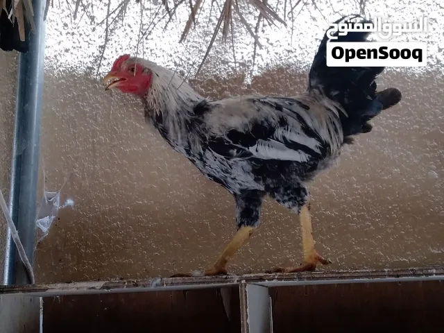 ديك باكستاني
