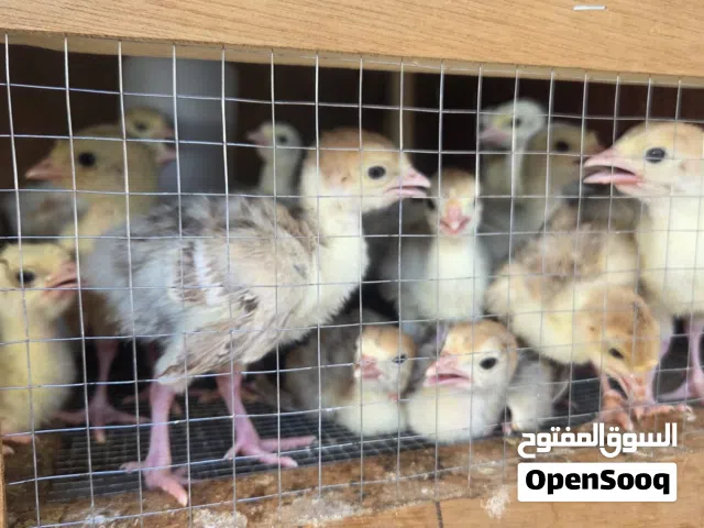 صيصان رومي وعربي و وايندوت