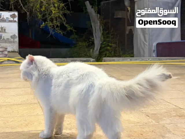 انثى شيرازيه بصحه جيده جدا حط سعرك فوق 50 وشيل
