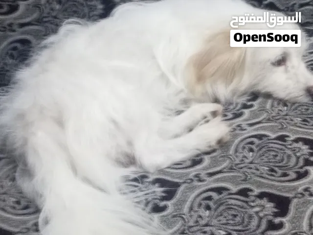 كلب لعوب بدل علا ايا اشي مفيد