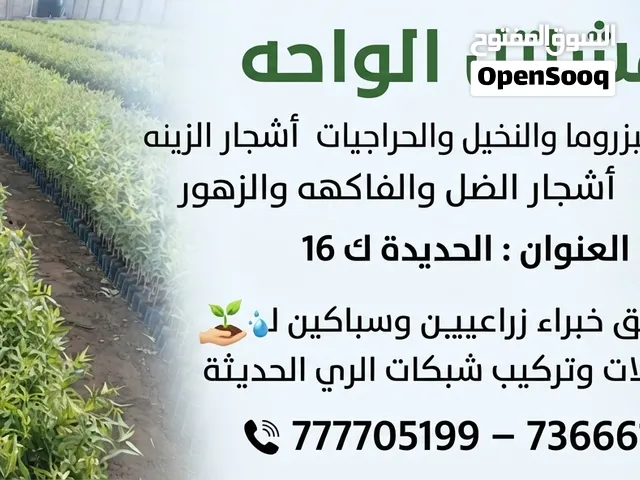 مشتل الواحه اشجار البزروما والنخيل والزهور والفواكه والورود