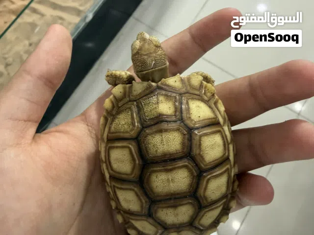 Sulcata tortoise