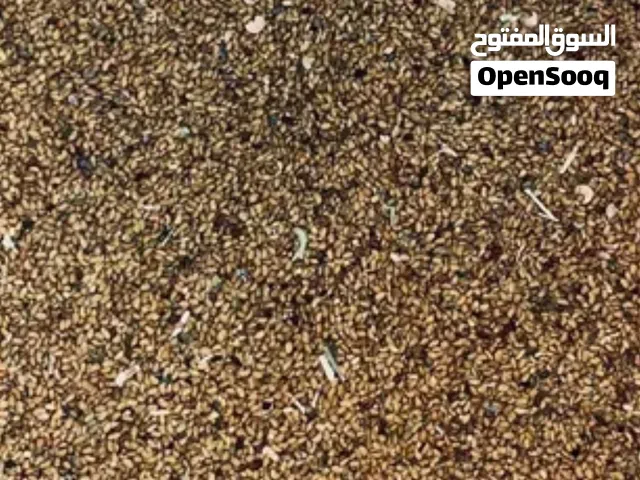 بذر قت قرياتي