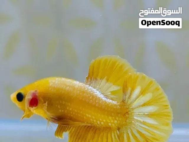 مجموعة نادره من سمك البيتا