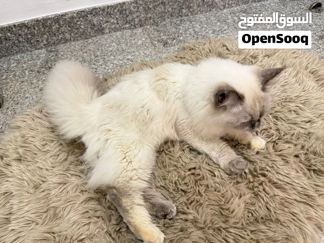 قطه انثى للتبني