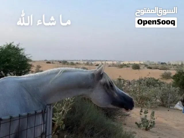 حصان عربي فحل العمر 8 حصان شخصية قويه
