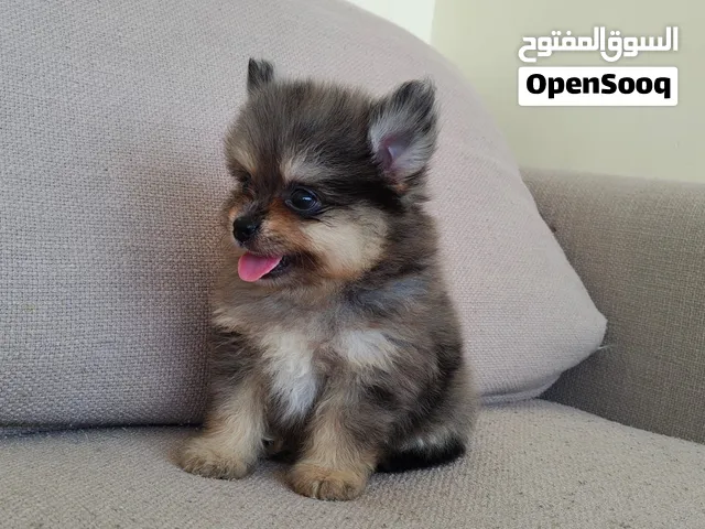 Pomsky 3months old
