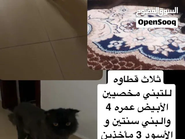 قطط للتبني الأبيض اربع سنين و الأسود سنتين و البني سنتين