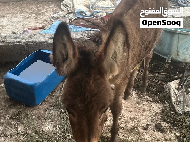 حمار للبيع