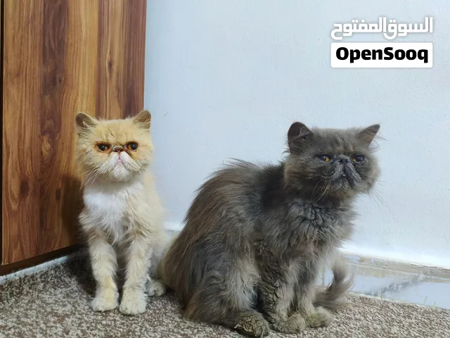 بيرشن بيكي فيس بيور للبيع