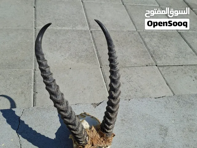 قرن غزال عماني