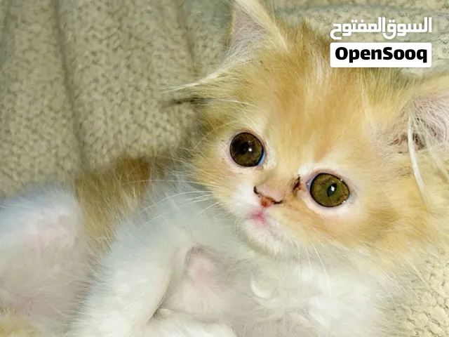 قطه للبيع عمر 3شهر