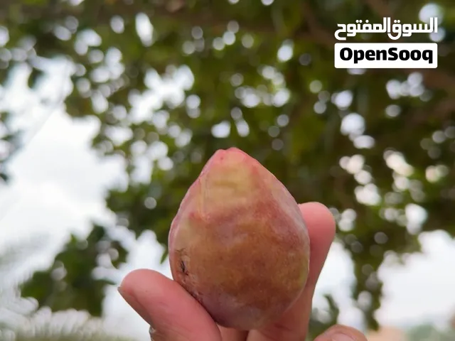 مرحبا  يتوفر لدي بيذام الكيس بريال واحد فقط اللي يبغى يتواصل معاي