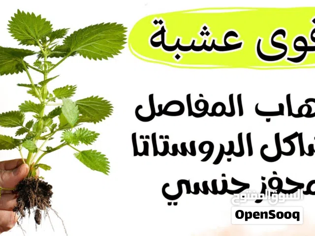 مستخلص جذور القراص وليس اوراق لعلاج مشاكل البروستات والامعاء والجهاز البولي
