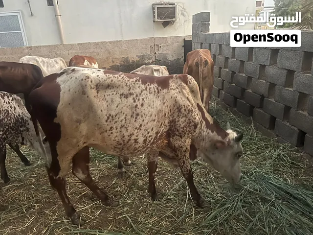 بقره صغيره فالعمر