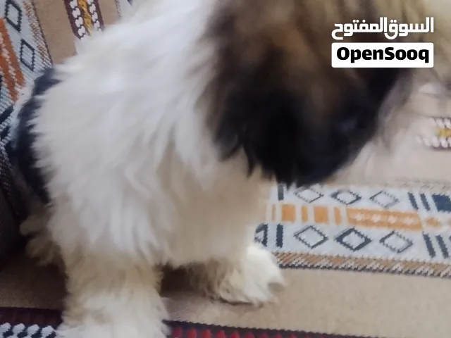 كلب شيتزو أنثى عق سعرك و شلها موقع البريمي