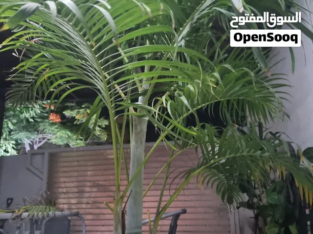 للبيع نخلة أريكا مع أصيص فخار فخم  وصف مهم