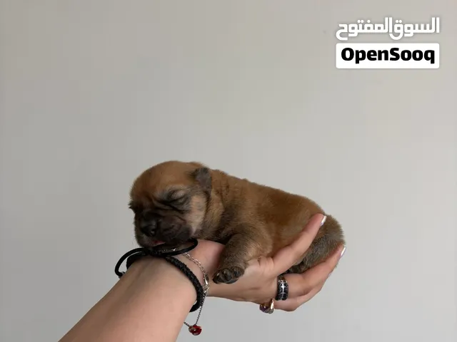 Purebred Chow Chow puppies are looking for their forever families.