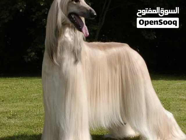 للبيع افغان هاوند Afghan hound