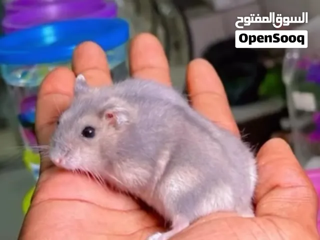 هامستر لون  أبيض ورماد