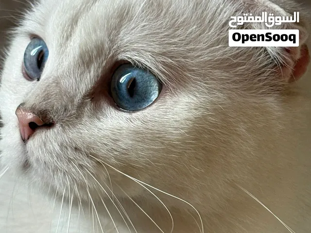 تزاوج ذكرسكوتش تربل فولد ي ريت احد يكلمني لأنه ازعجني يبي تزاوج