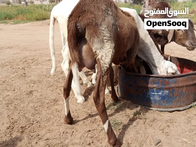 بسم الله تلاتة فطايم وزوز خرفان للبيع