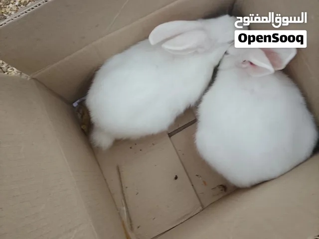 ارانب فرنسي للبيع اقرأ الوصف