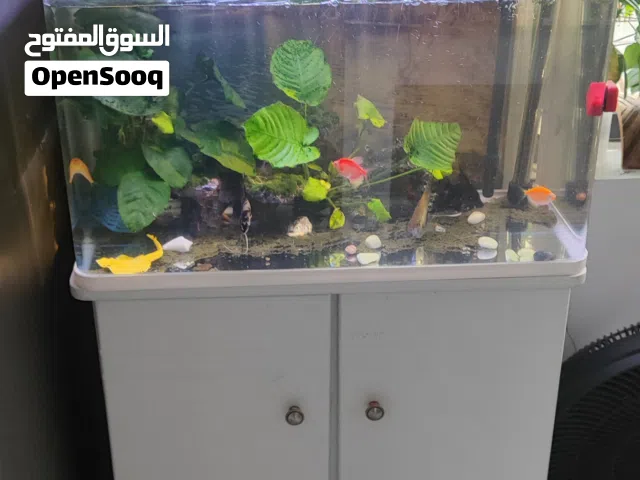Acuarium with stand with fish