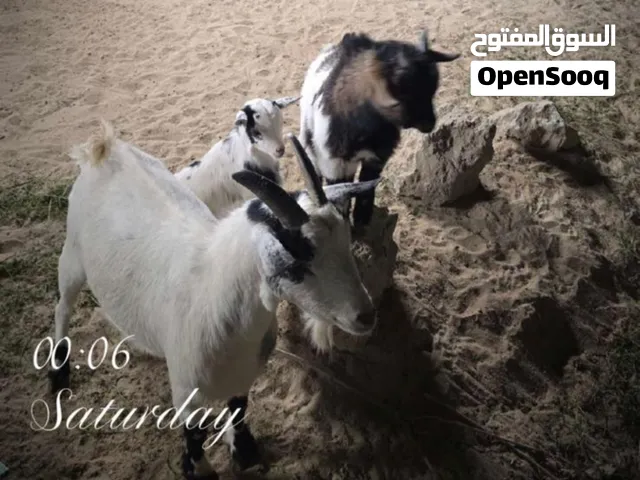 للبيع تشيكيات