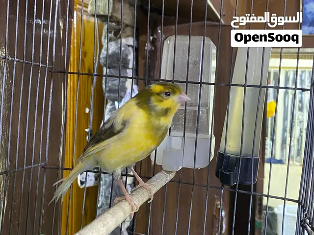 سلام عليكم كناري فول تغريد