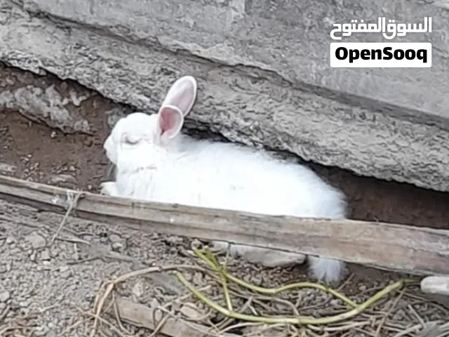 ارانب اليفات عيون حمر