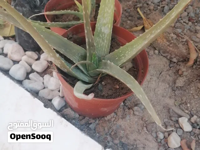 صبار والاشجار زينه شتله بريال