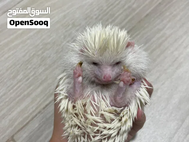 3 قنافذ هولندي