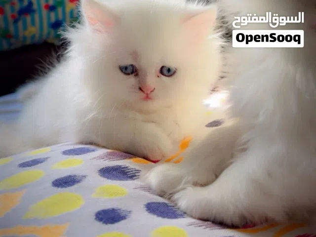 Pure Turkish angora