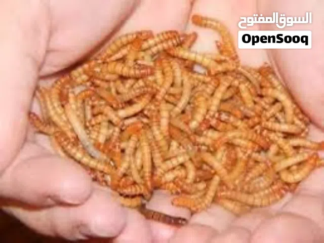 دود قبابي للبيع