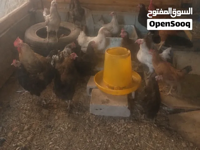 دجاج بلدي ممتاز بصحة جيدة