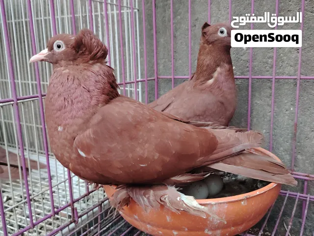 حمام رواعب نثايه